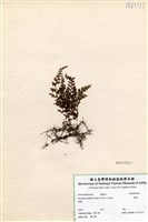 藏品(蕗蕨)的圖片